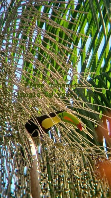 Plaza Tucanito - jungle up your life — 1